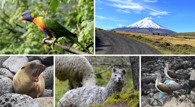 Galápagos, Yasuní, Cotopaxi, Sumaco, Isla Santa Clara