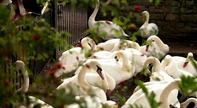 Cisnes que forman parte de la herencia del rey carlos III.