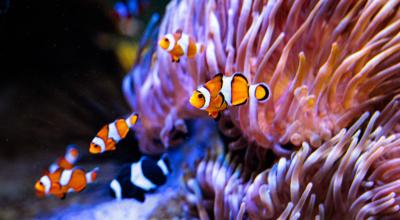 Imagen de archivo de unos de los arrecifes de coral en el Acuario de Mónaco, en abril de 2022.