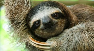 Un perezoso cuelga de la rama de un árbol en el Refugio de Rescate y Santuario de Perezosos en Cahuita, provincia de Limón, Costa Rica, el 10 de marzo de 2023.