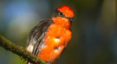 Pájaro brujo, ave en peligro de extinción en las islas Galápagos