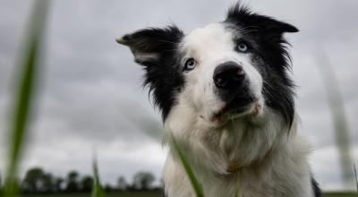 'Messi', el border collie de ocho años estrella de la película 'Anatomía de una caída'.