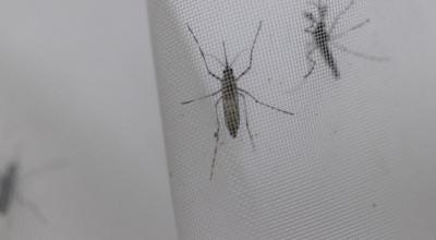 El mosquito portador del dengue.
