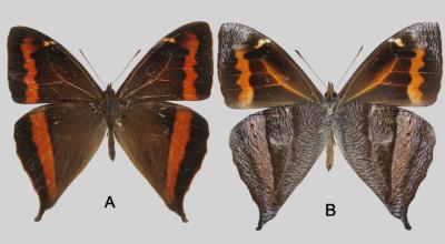 Fotografía de la nueva especie de mariposa de Ecuador, 21 de mayo de 2024.