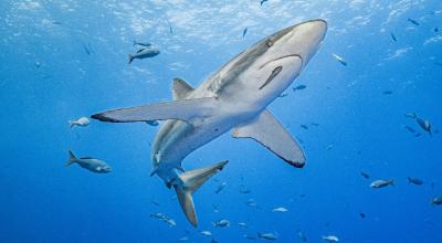 Un tiburón monitoreado desde Galápagos en una fotografía difundida el 23 de mayo de 2024.