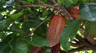 Imagen referencial de una plantación de cacao.