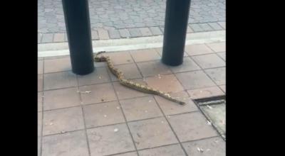 Vista frontal de la boa constrictor encontrada en el centro de Guayaquil, el 27 de mayo de 2024.