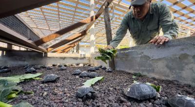 El centro de crianza de tortugas en la isla Isabela, en Galápagos, el 4 de junio de 2024.