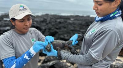 Brigadistas realizan censo de iguanas en Galápagos en junio 2024.