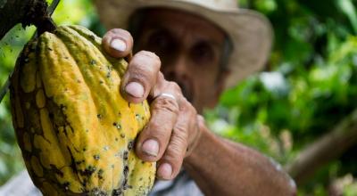 Imagen referencial del cacao siendo cosechado.