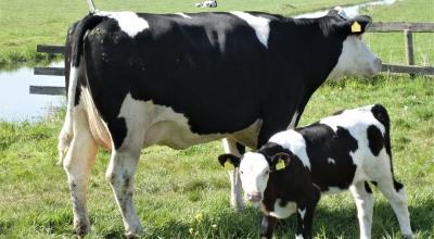 Imagen referencial. Vacas en una hacienda ganadera.