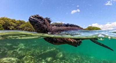 Una iguana marina en Tortuga Bay en la Isla Santa Cruz, 11 de marzo de 2024.