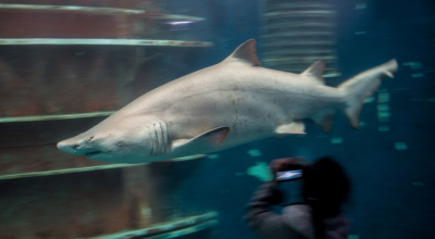 Un tiburón tigre de arena nada en una piscina del Gran Acuario de Saint-Malo, 21 de febrero de 2020.