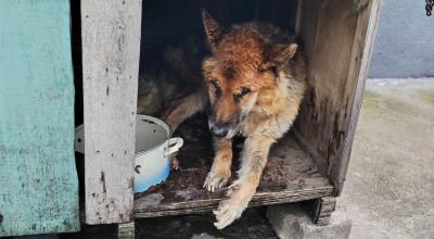 El dueño de un perro con paraplejia fue multado por maltrato animal el 2 de agosto de 2024, en Quito.