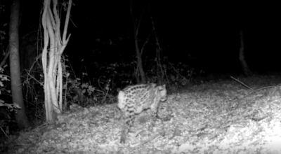 La enigmática situación de ocelotes, yaguarundis, coatíes y otras especies de Cerro Blanco