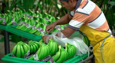 Imagen referencial. Un productor en una finca de banano de Ecuador.