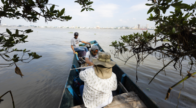 Manglar