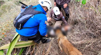 'Milagro' en la montaña: Hallan a un adulto mayor que estuvo cuatro días desaparecido en Carchi