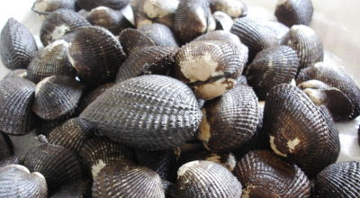 Conchas que se venden en Ecuador.