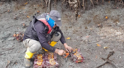 Imagen referencial de controles a la primera veda de cangrejo en Ecuador, en febrero de 2024.