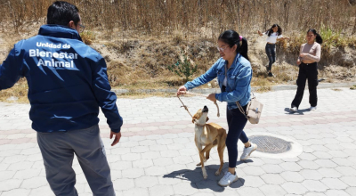 Un perro en estado de desnutrición fue rescatado en Quito este 27 de agosto de 2024.