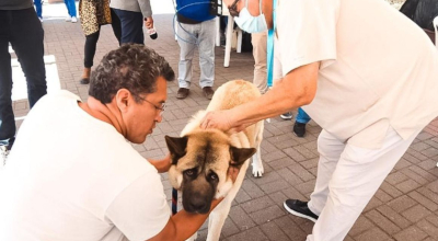 Un funcionario del Ministerio de Salud aplica una vacuna contra la rabia a un perro.