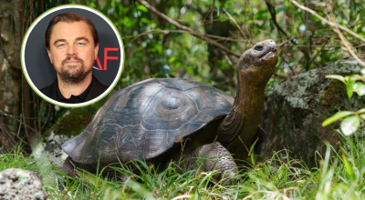 El actor Leonardo DiCaprio ha mostrado gran interés en la conservación del Archipiélago de Galápagos.