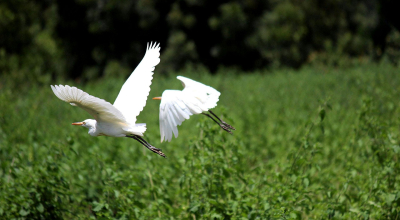 Imagen referencial de garzas volando sobre un humedal.