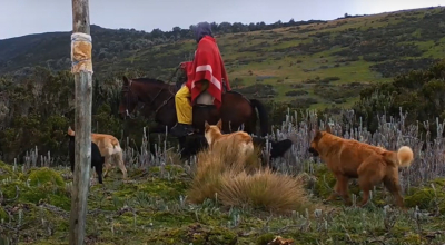 Manada de perros ferales caminando junto a un hombre a caballo en el páramo andino.