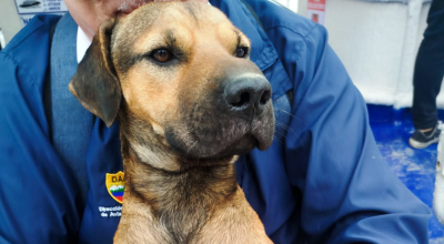 Esta es la historia de 'Río Peña', el perrito náufrago del río Guayas