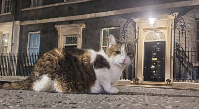 Larry, el famoso gato residente en Downing Street, la residencia del Primer Ministro Británico.