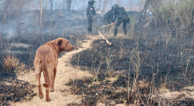 Con miedo y en la ceniza: Así fue el emotivo rescate de perros durante los incendios forestales en Quito