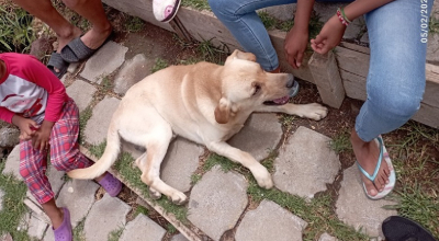 Multa  a dueño de perro que atacó a un niño en Tumbaco