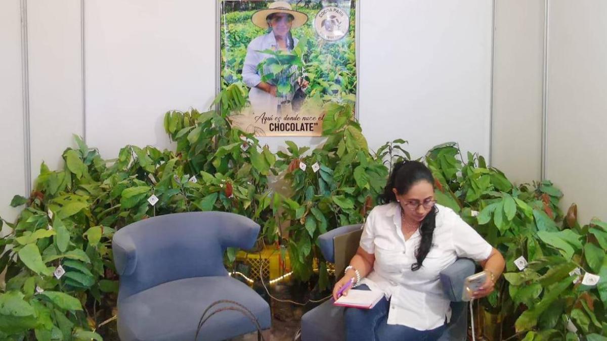 Sector cacaotero atribuye caída de exportaciones al clima· el fenómeno ...