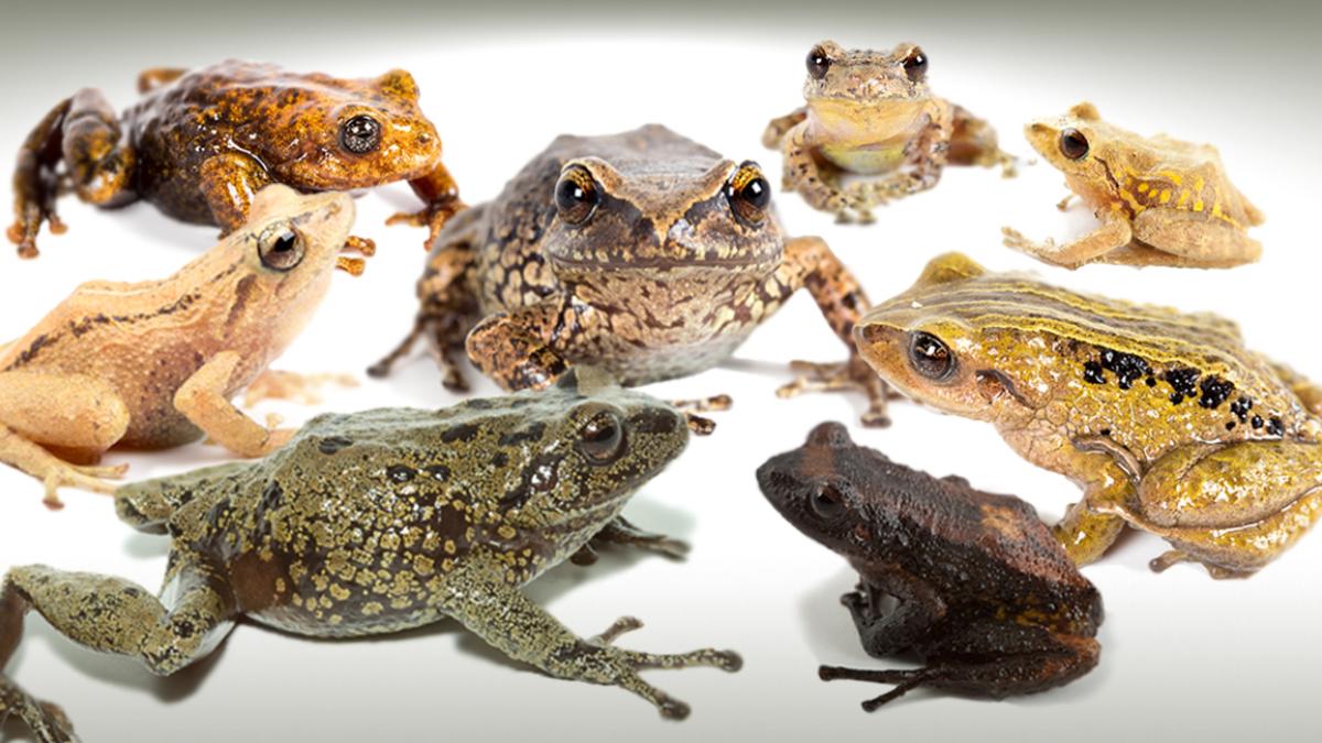 Científicos ecuatorianos publican la mayor descripción de ranas de Los ...