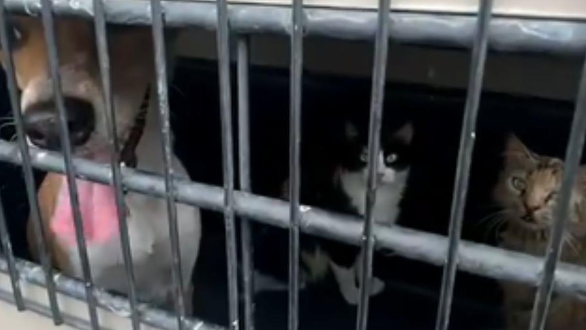 Bienestar Animal investigará la muerte de un gato en Guayaquil