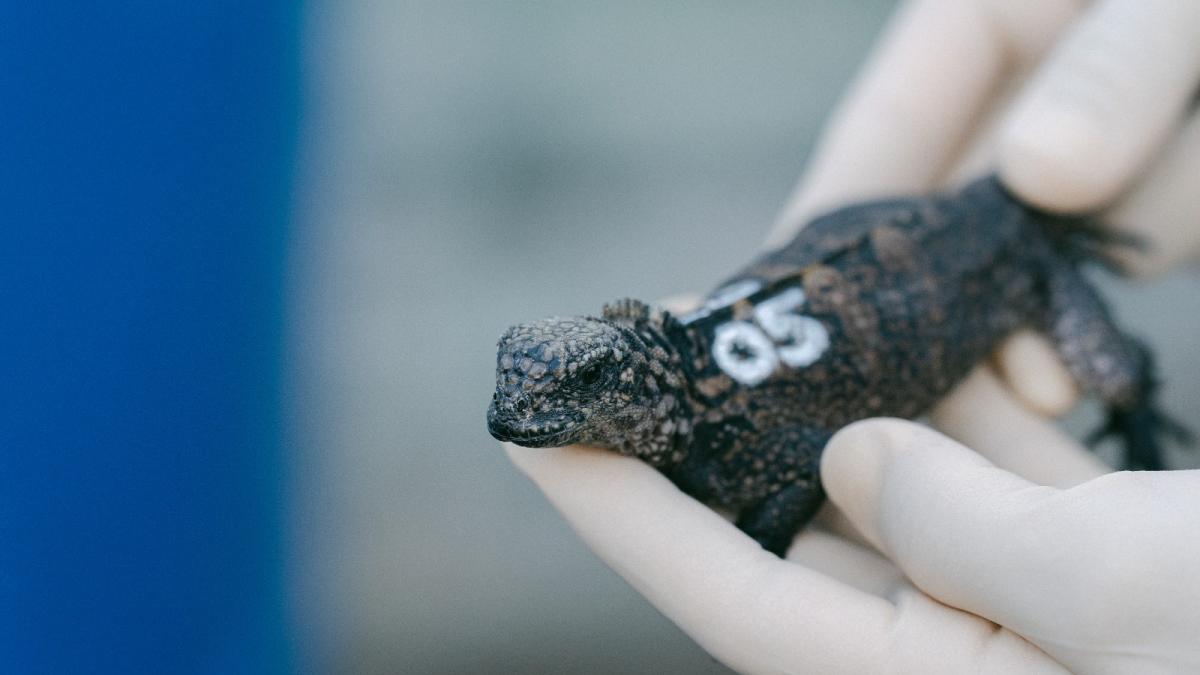 24 iguanas marinas decomisadas en Quito regresan a Galápagos, pero aún ...