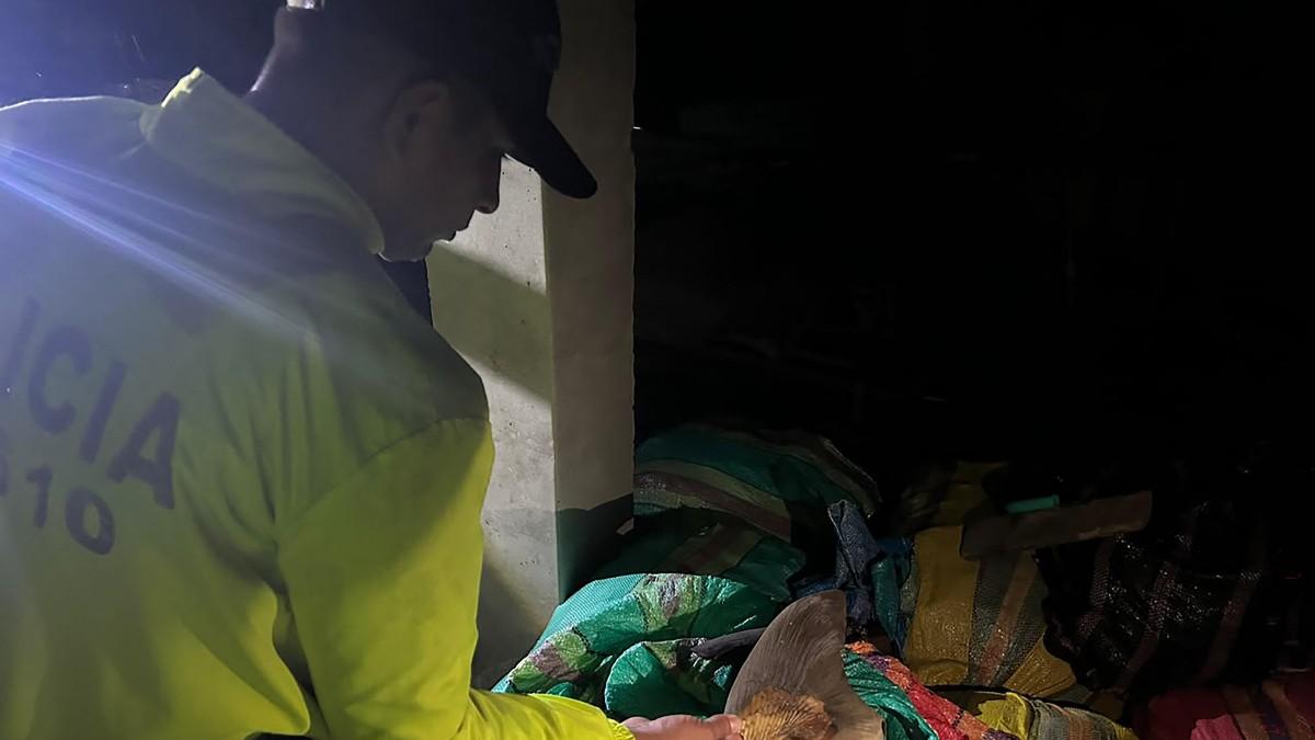 Colombia incauta más de 4.200 aletas de tiburón que iban primero a Ecuador y luego a Hong Kong