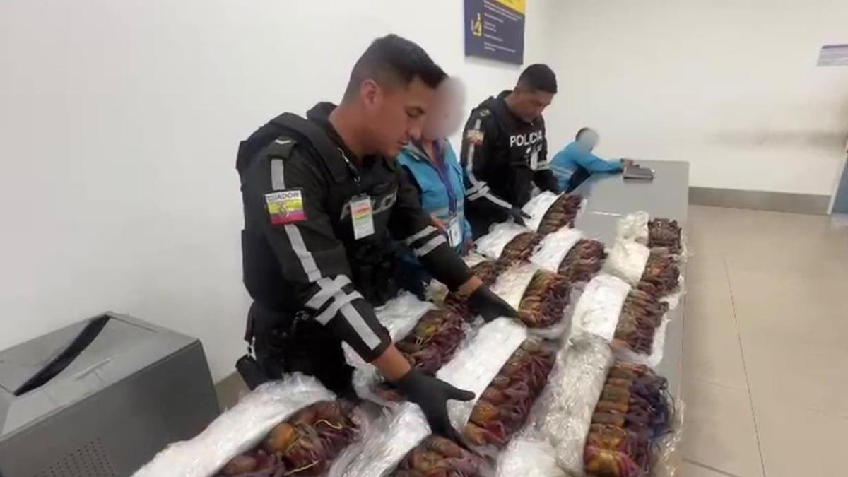Decomisan 199 cangrejos rojos que pretendían ser exportados desde el ...