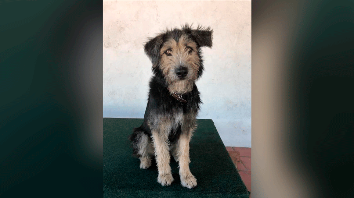 Monte encarnará a la pareja canina más popular de la historia del cine animado junto a Lady,